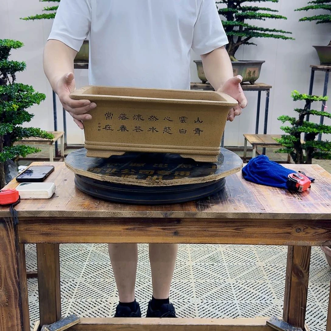 无花朵需要换盆下单