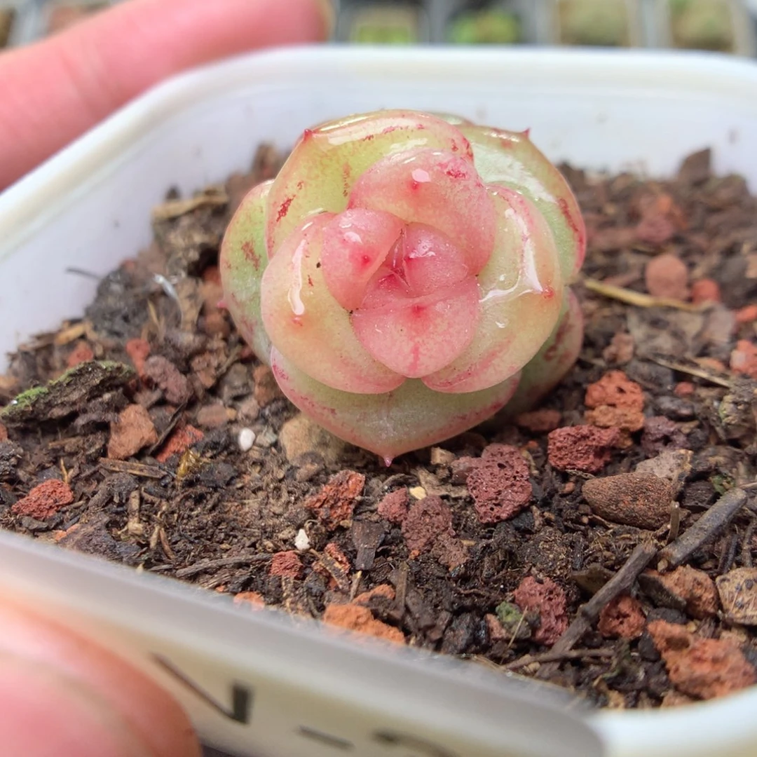 V33y y y y y y y y y y