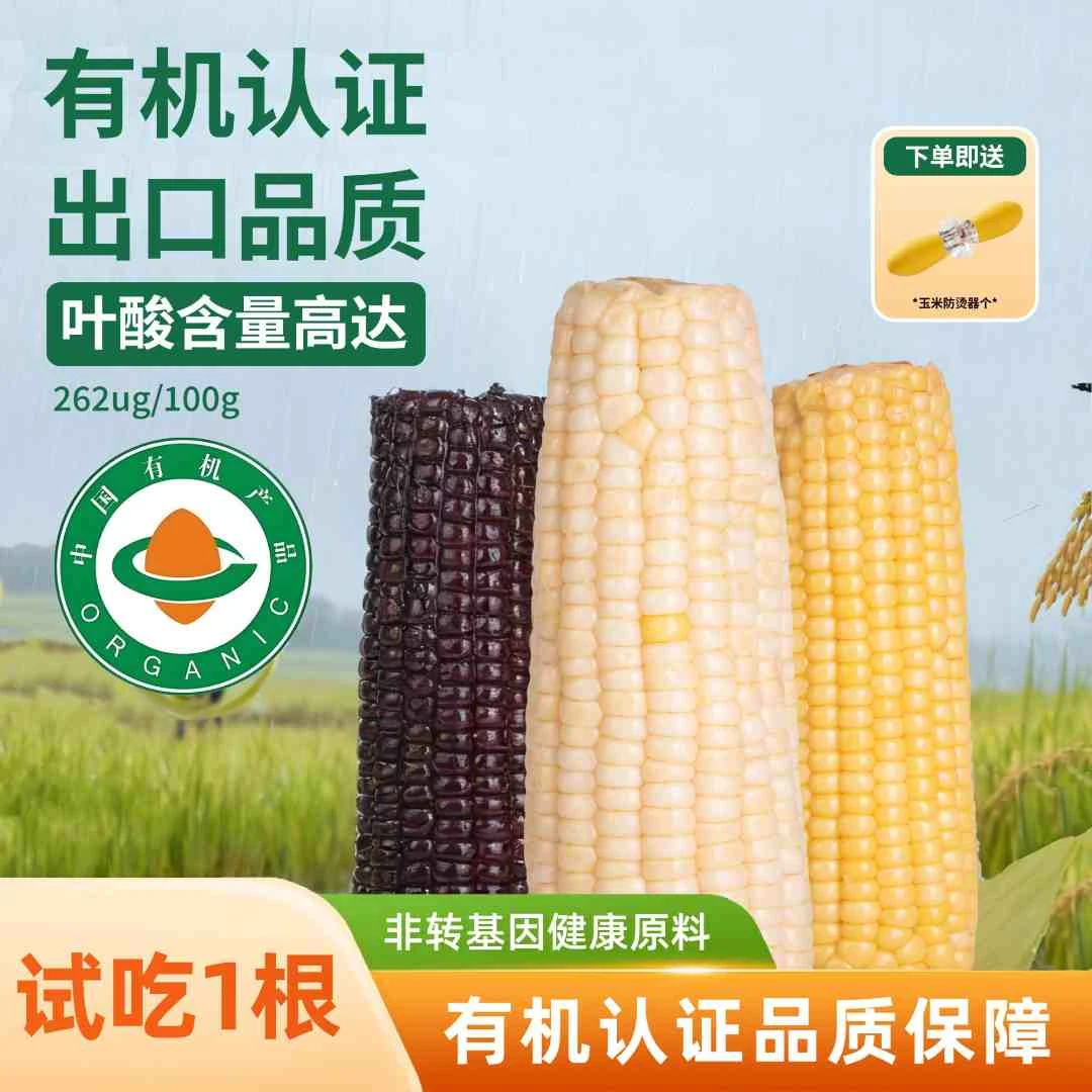 2025新头茬高叶酸契丹粮道黄糯白糯香甜内蒙苞米早餐夜宵粗粮玉米