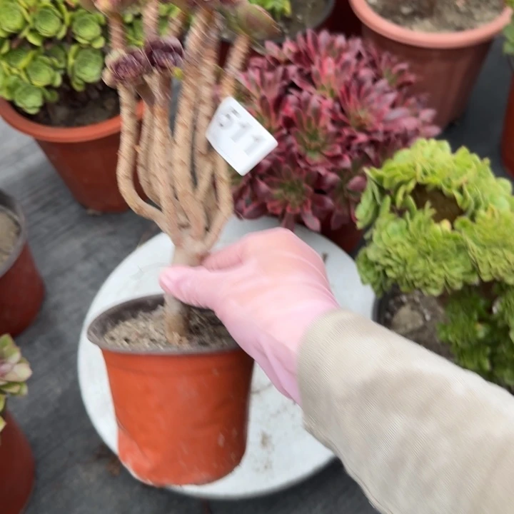 九***️多肉植物和野生511