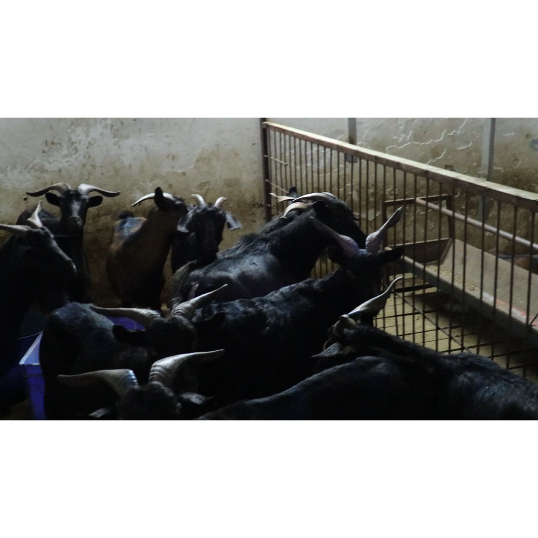 新鲜带骨云南黑山羊肉带皮高原林地散养现杀山羊肉羊腿羊排腩混搭一斤500g火锅食材