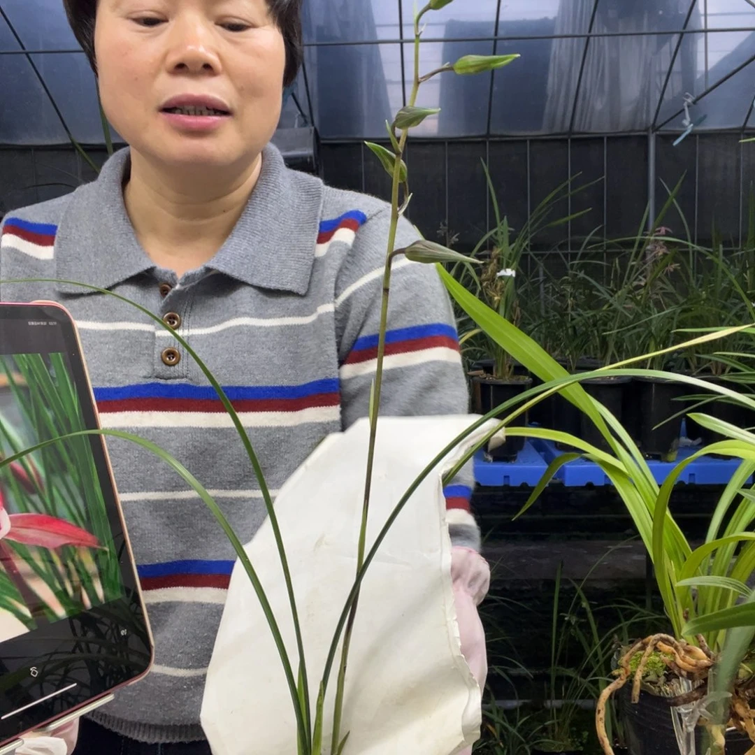 无花朵细叶寒兰1苗