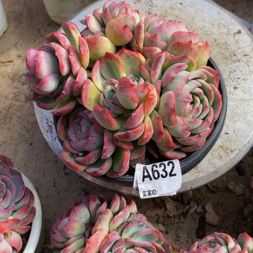 【闪购商品】✨****✨多肉植物