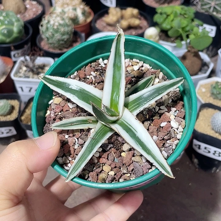 445冰山龙舌兰块根