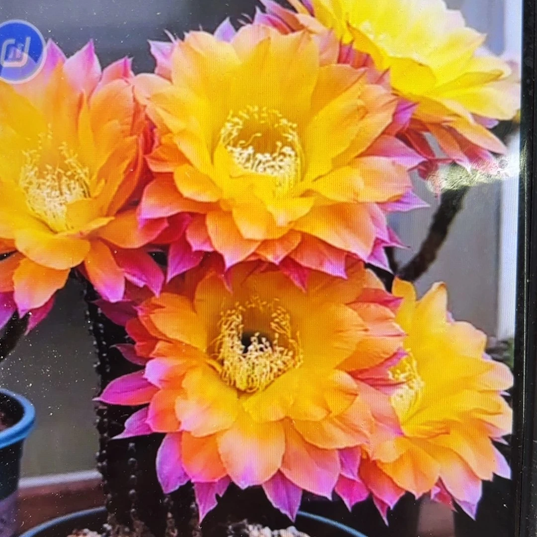 激流彩侧牙28包邮仙人球23