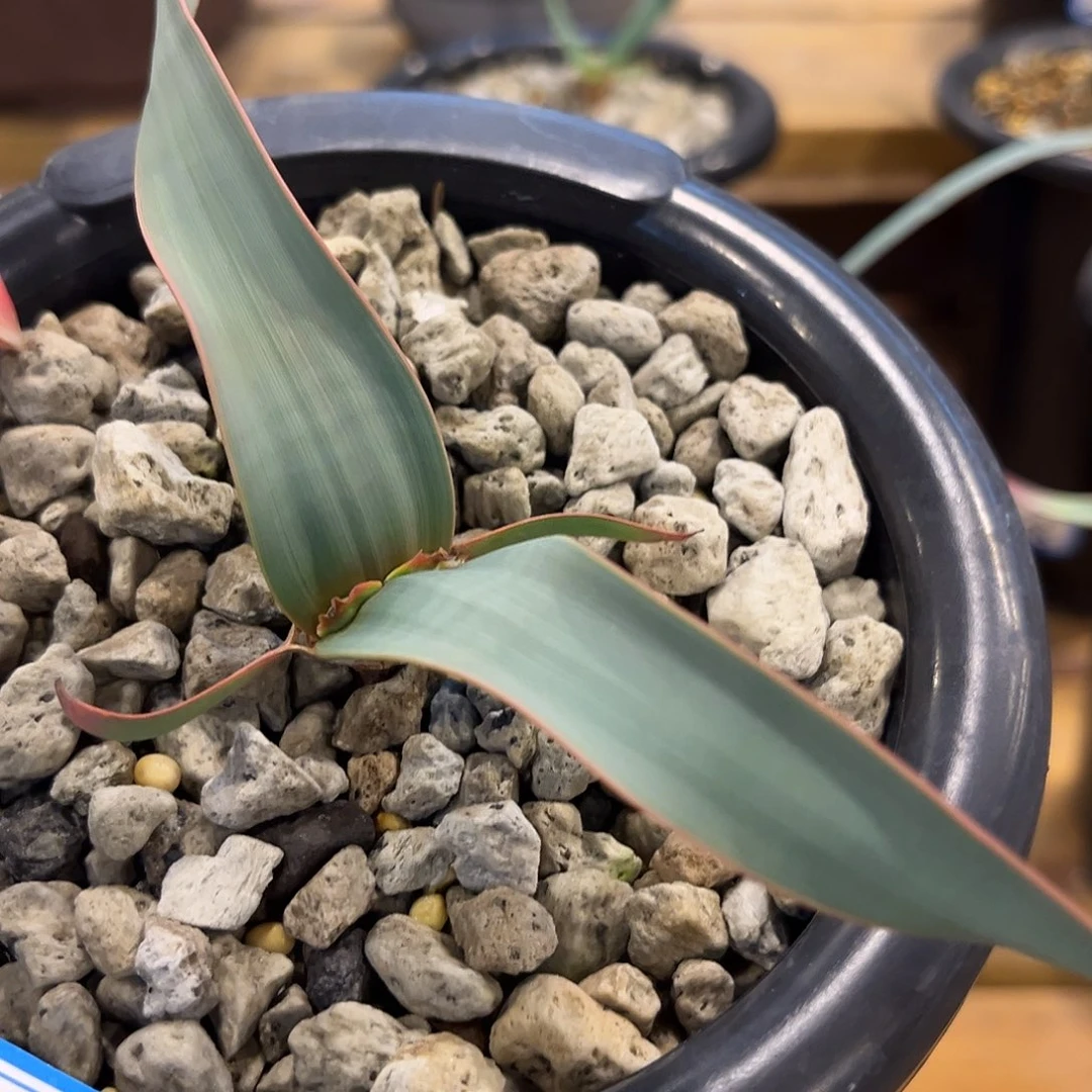 汤圆植物143百岁兰红边