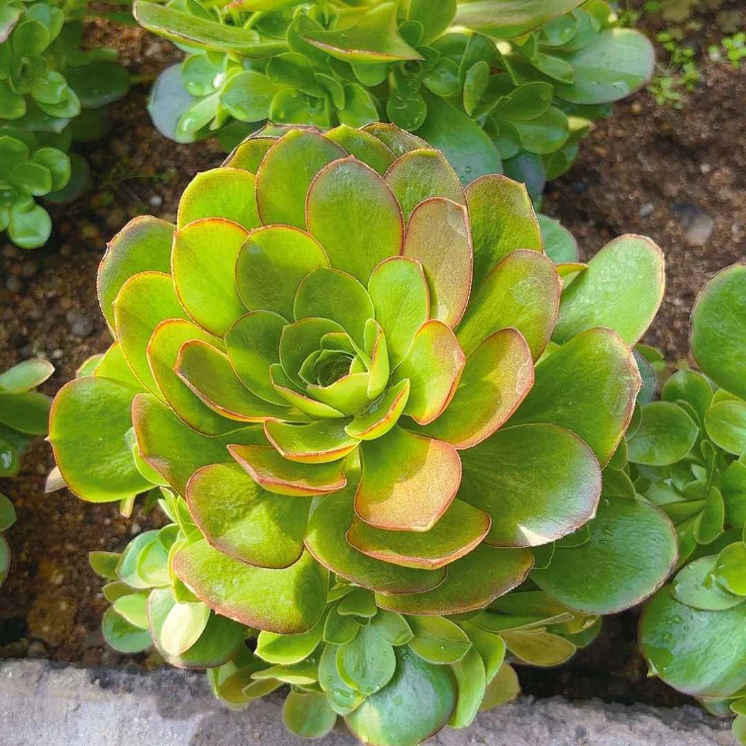 魅金玫瑰多肉植物手捧