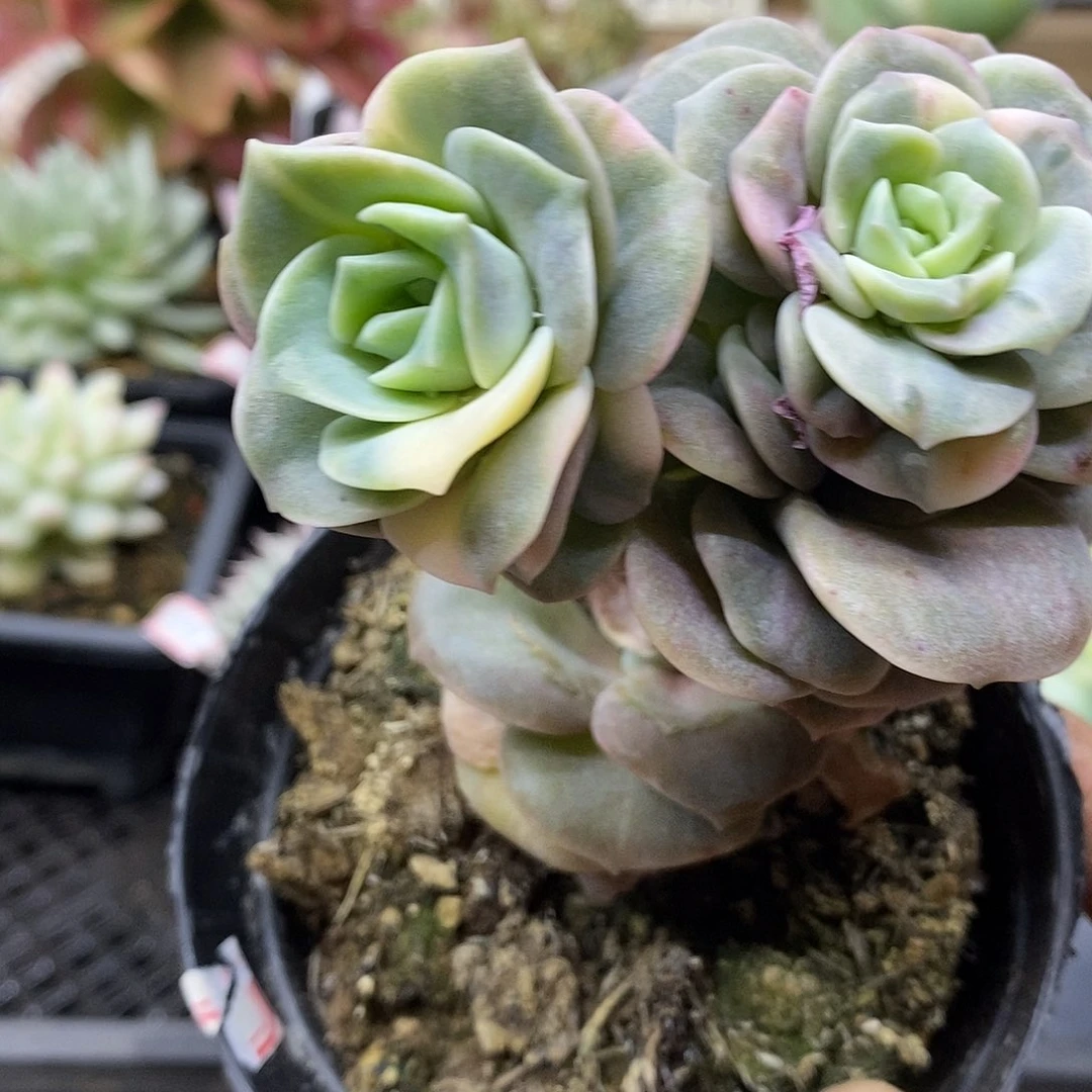 1628 可爱玫瑰花脸锦