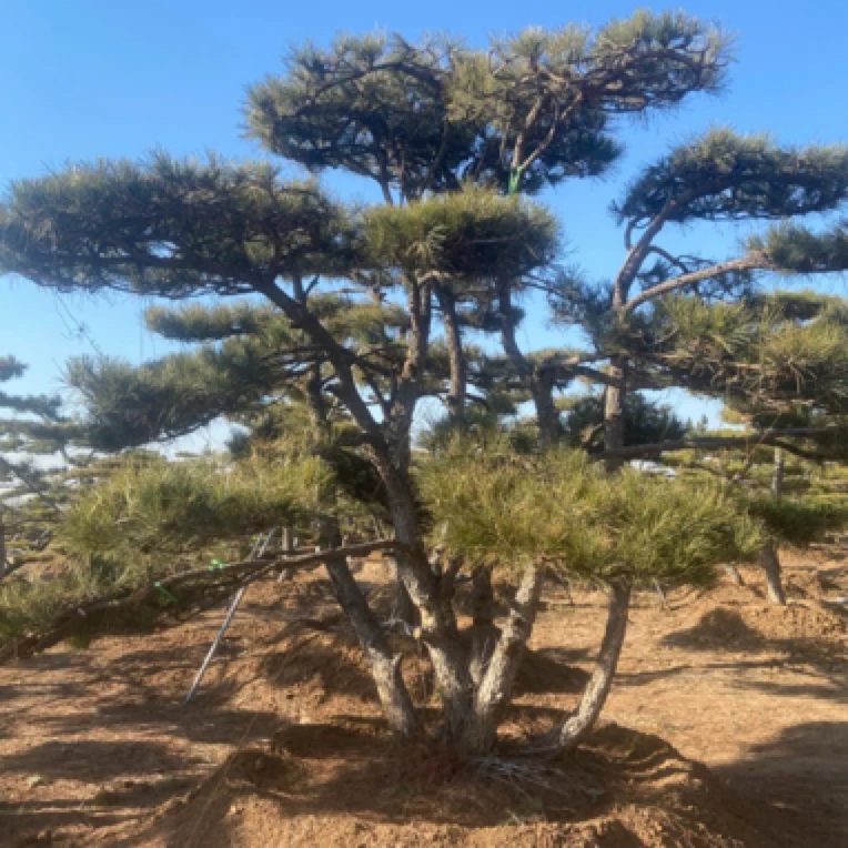 山采黑松庭院景观松