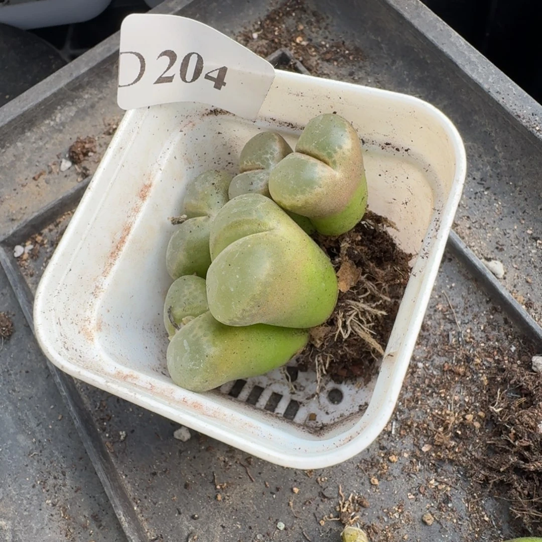 夏****风铃2颗哈哈哈哈特价204