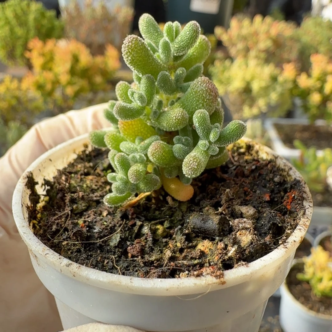 A155冰冰虾一物一拍