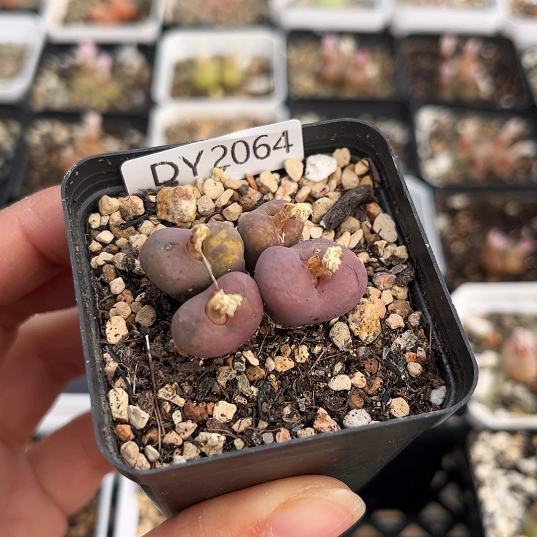 一物一拍毛杂2064