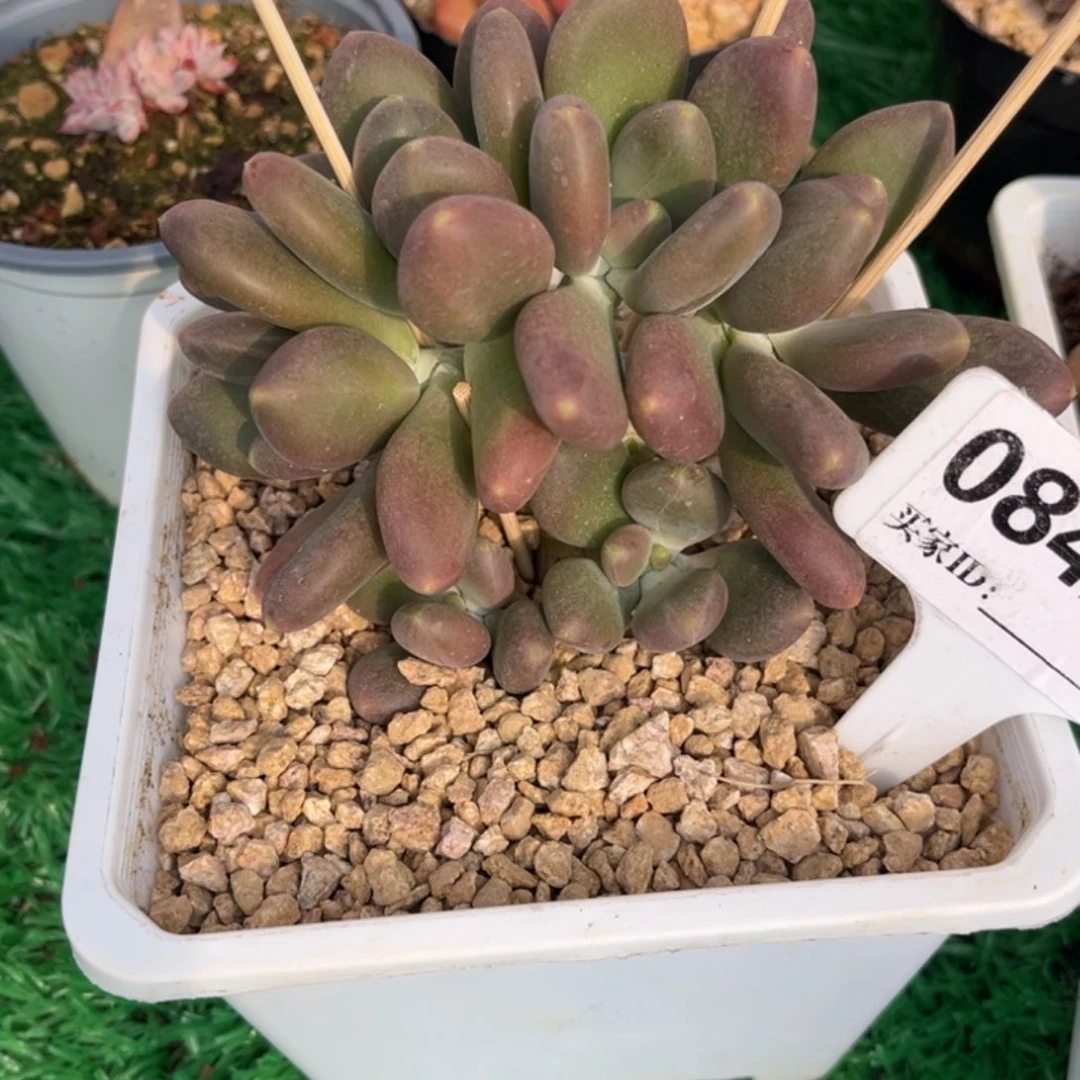 芒果奶朵朵多肉植物84