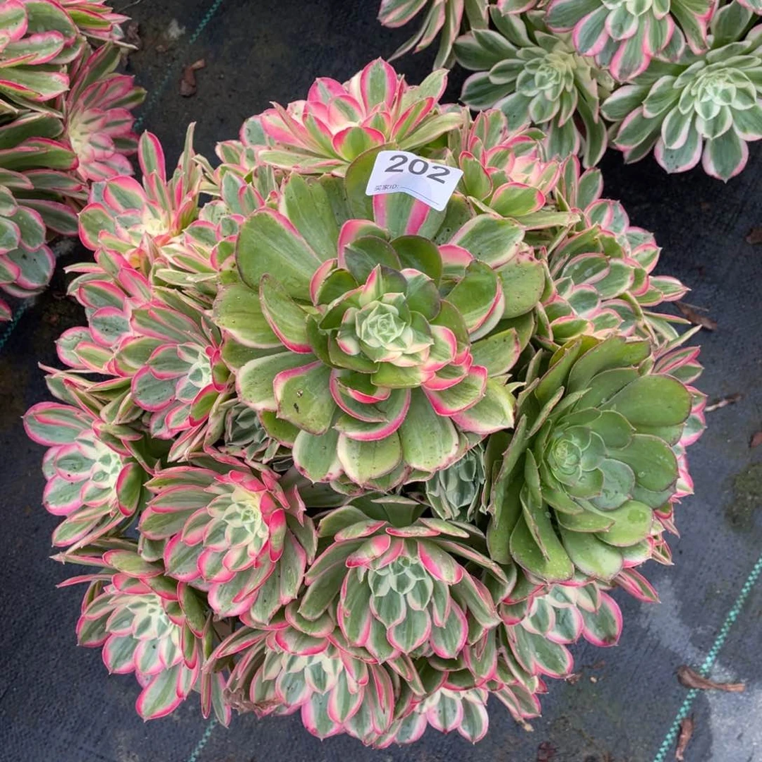 孔雀翎多肉植物老桩