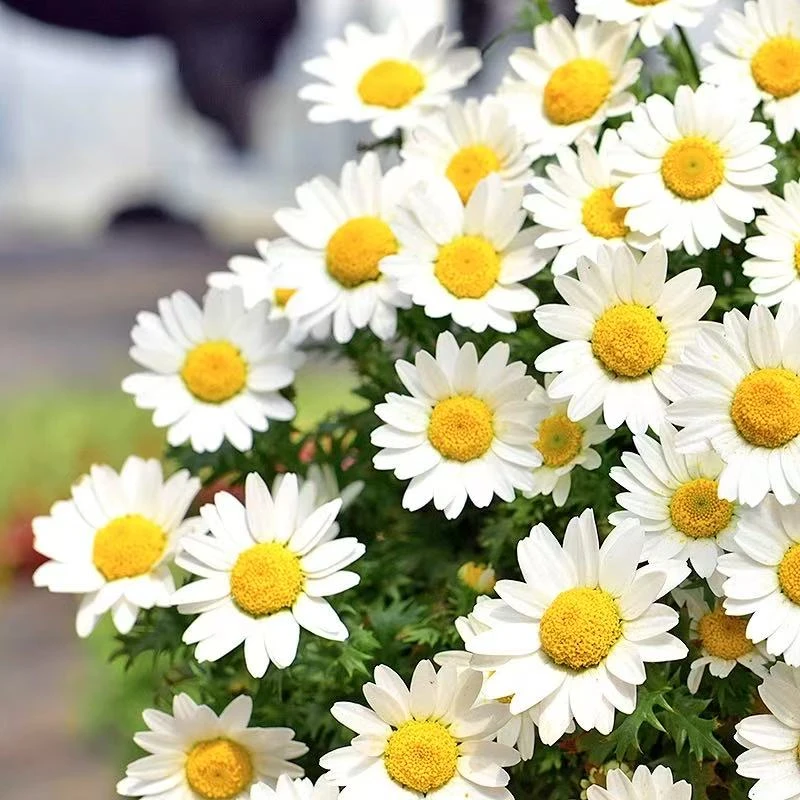 白晶菊盆栽花卉高颜值阳台庭院花卉
