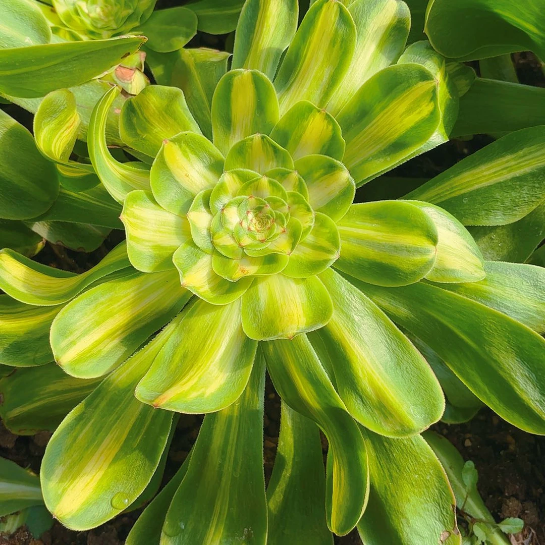 暴君多肉植物宽锦