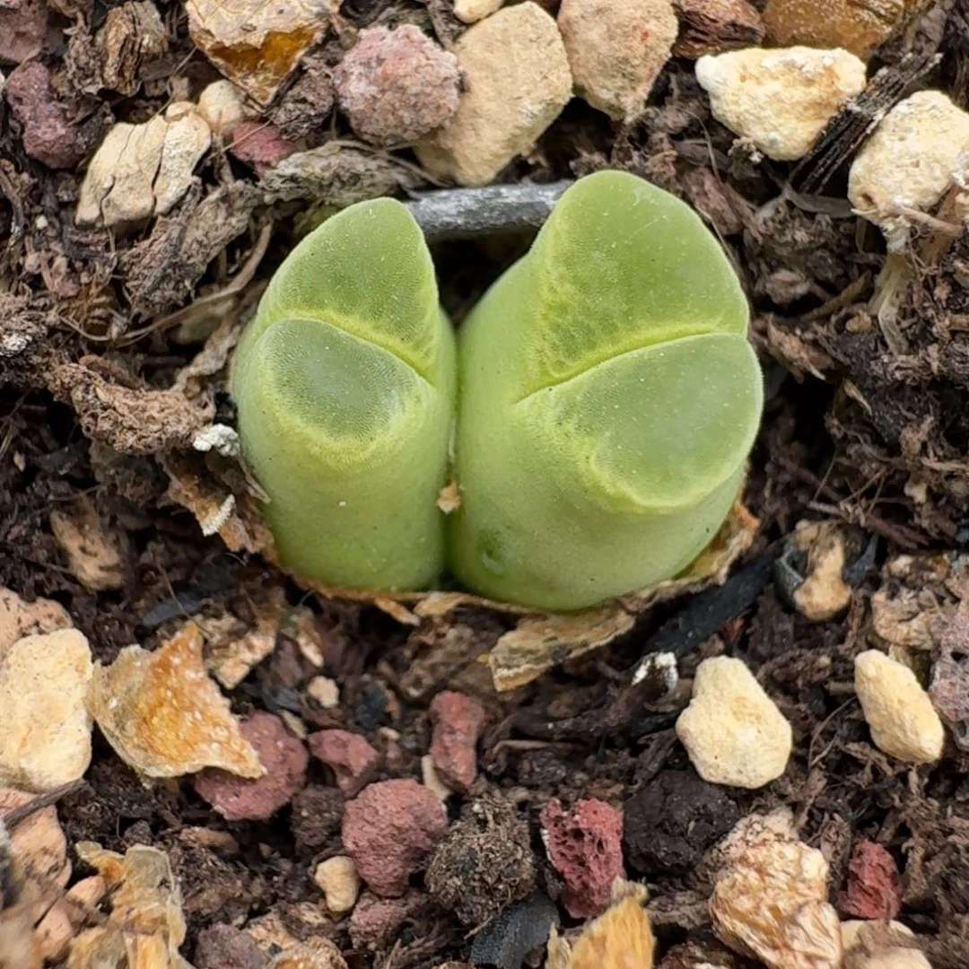 1400奶瓶带盆发货5858888