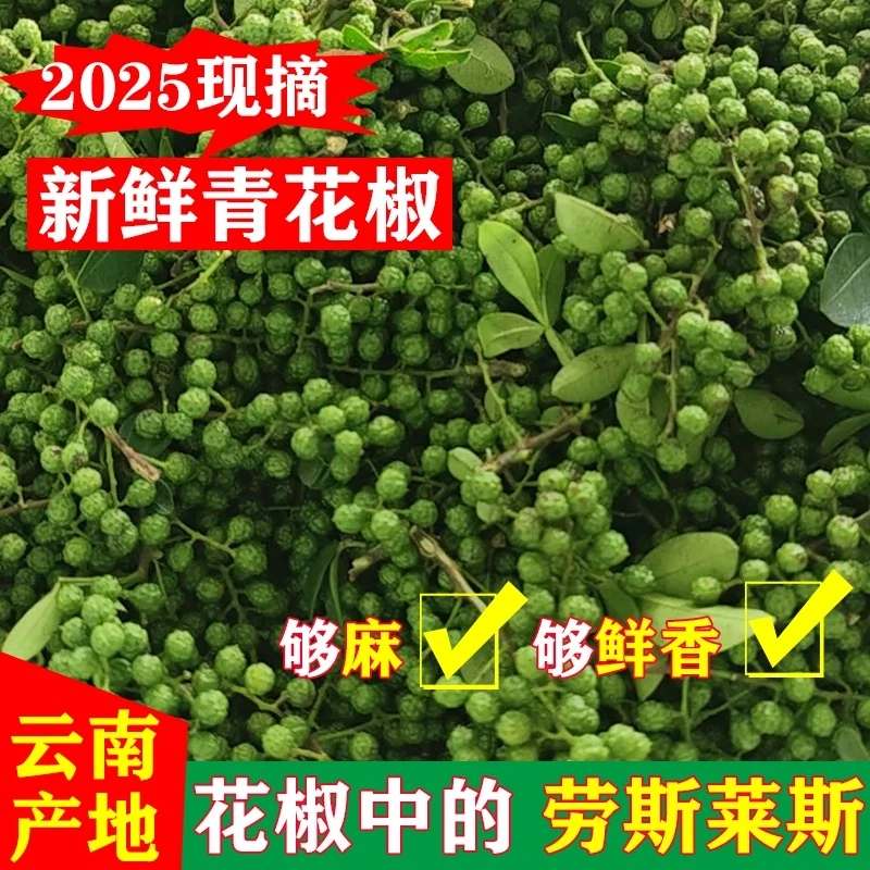 云南昭通头茬青花椒老品种花椒农家自种