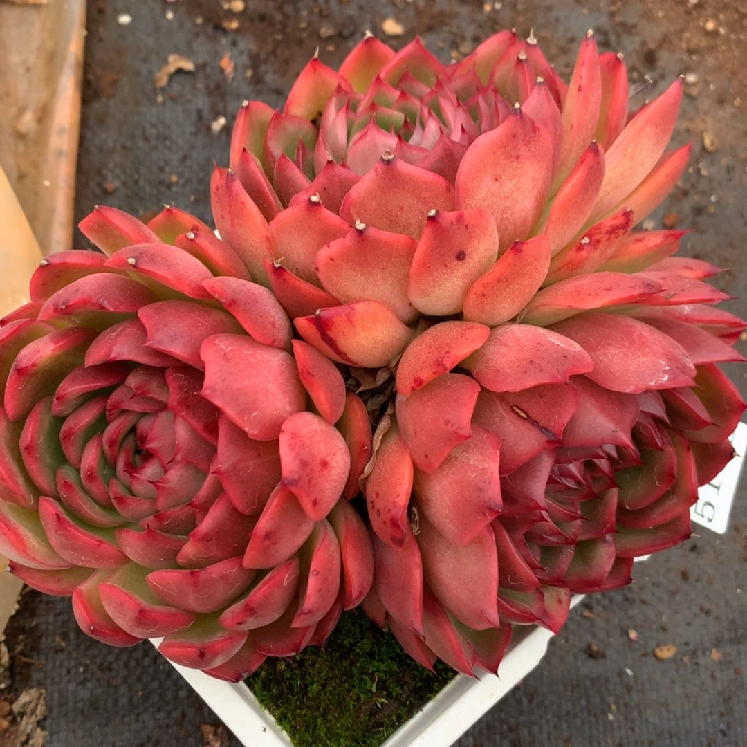 5186杂交多肉老桩