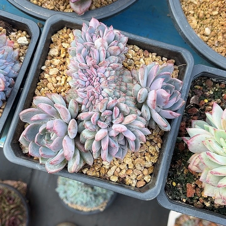 ****豆多肉植物一物一拍