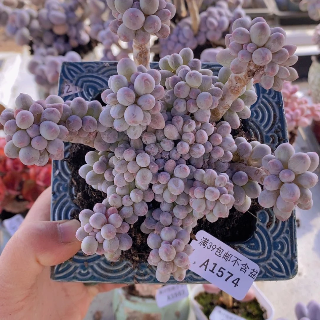 香水手指奶12cm1574多肉植物