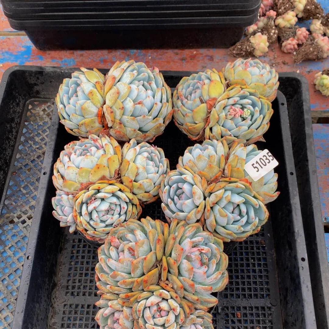 51035五个嗯嗯嗯嗯嗯嗯加油