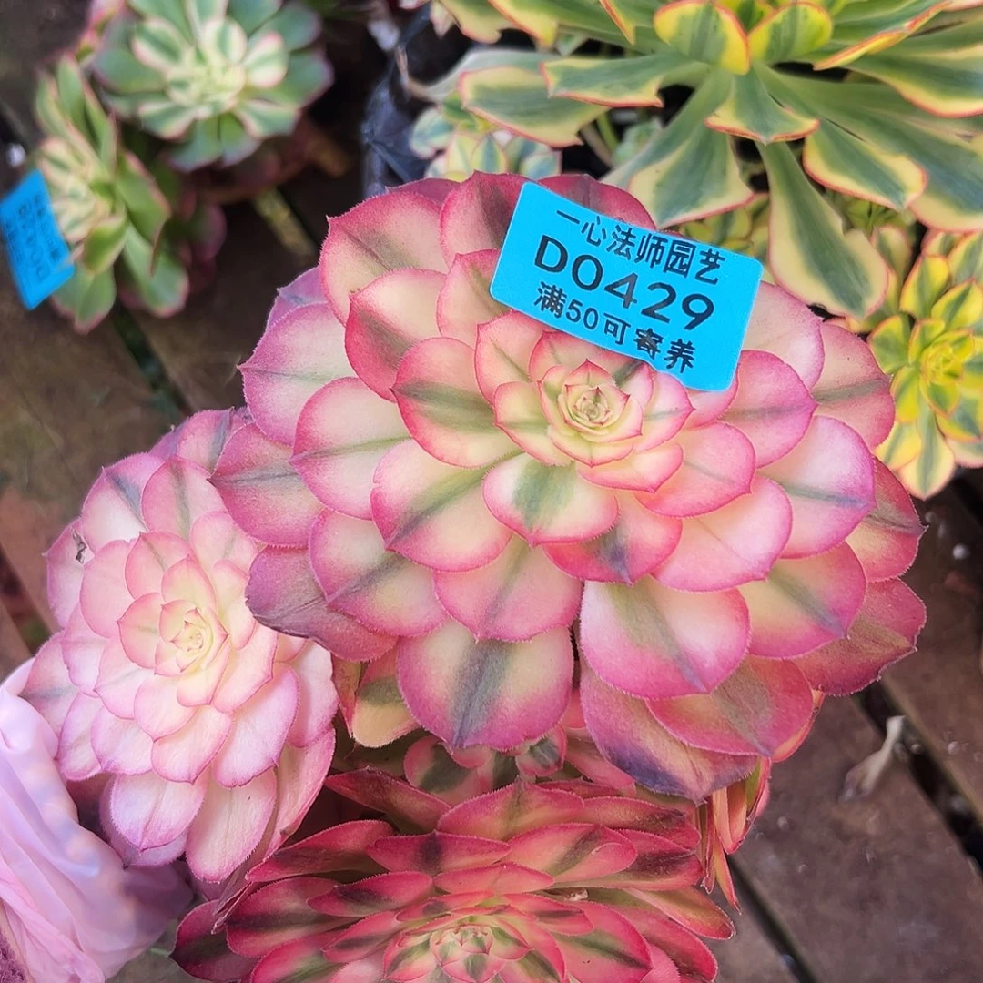 多肉植物多肉植物0429