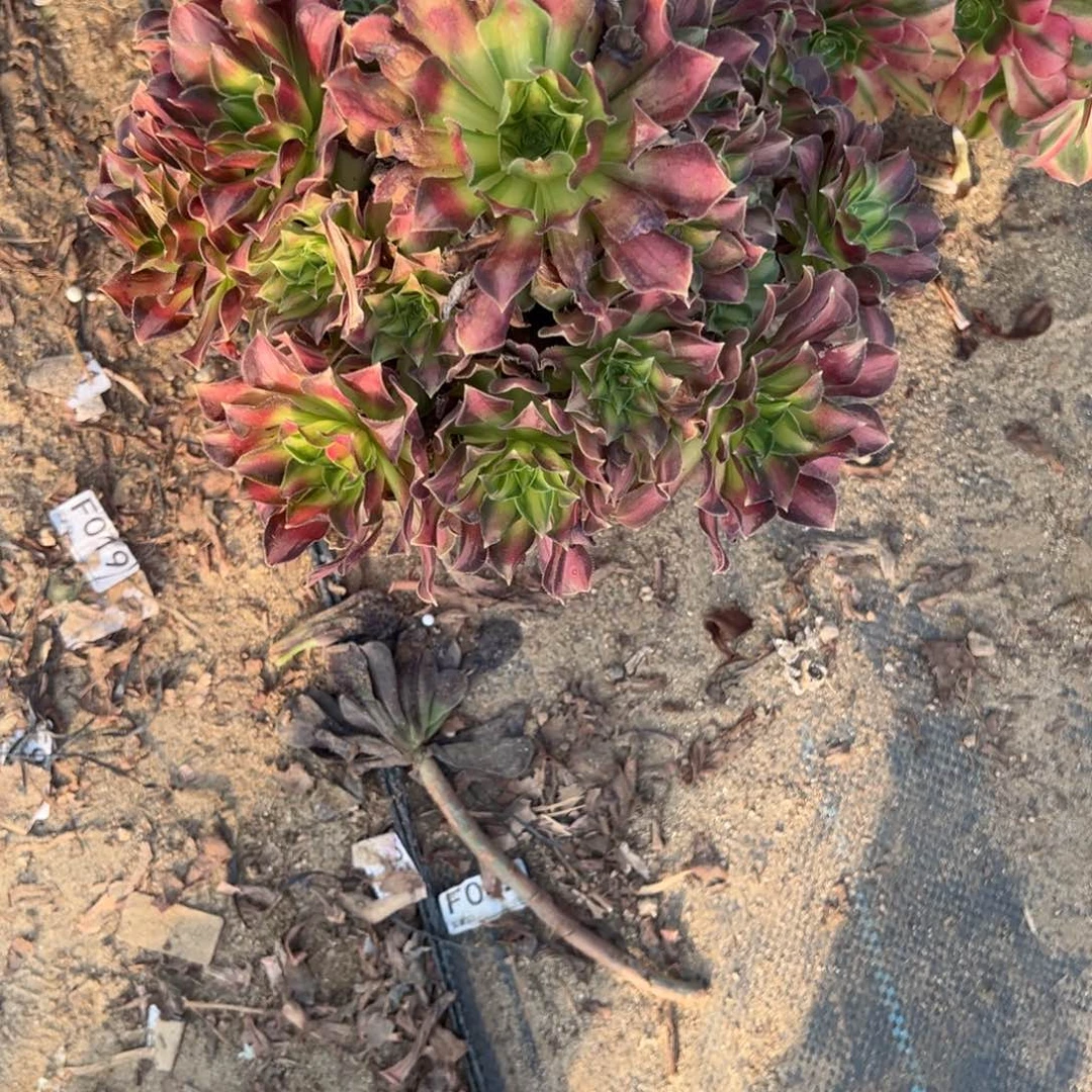 980韶华多肉植物法师多肉植物