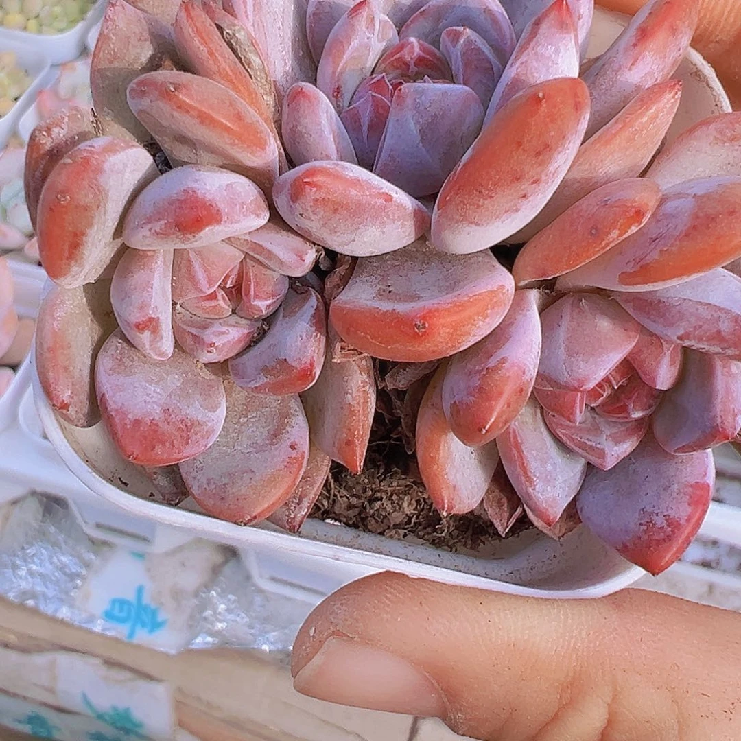 糖心石榴籽群1颗多肉