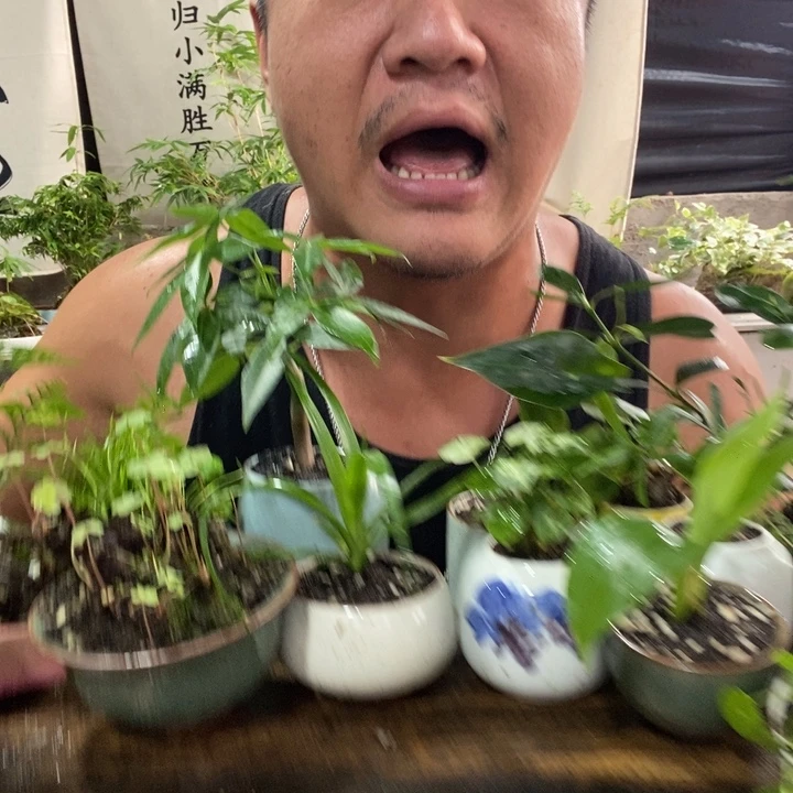 无花朵新手套餐3盆，器型随缘带盆发货，品种各不同