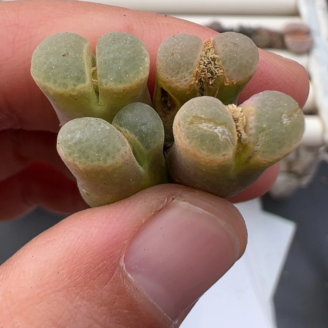 12.17好看的多肉脱土发货249