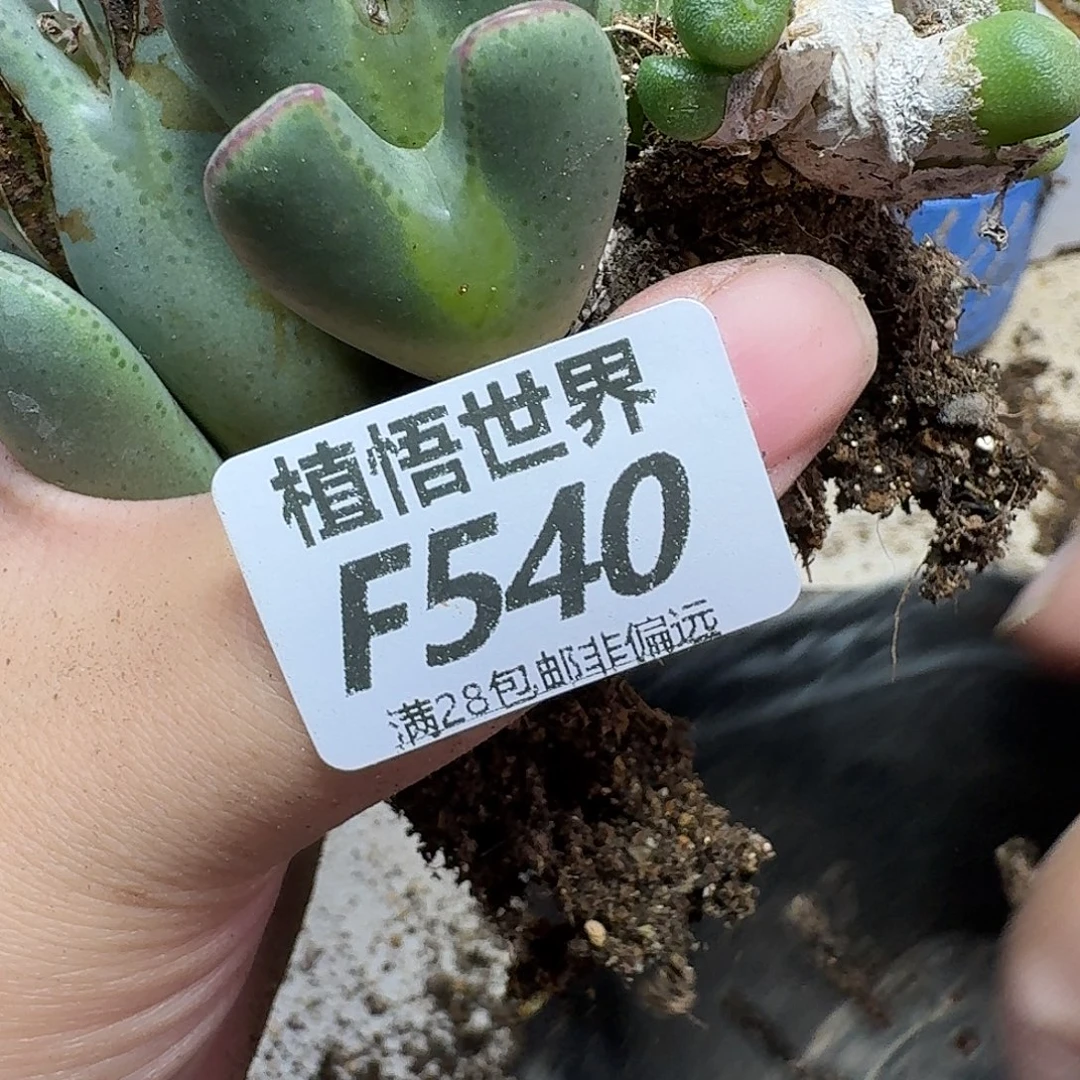 多肉植物的人生fhn