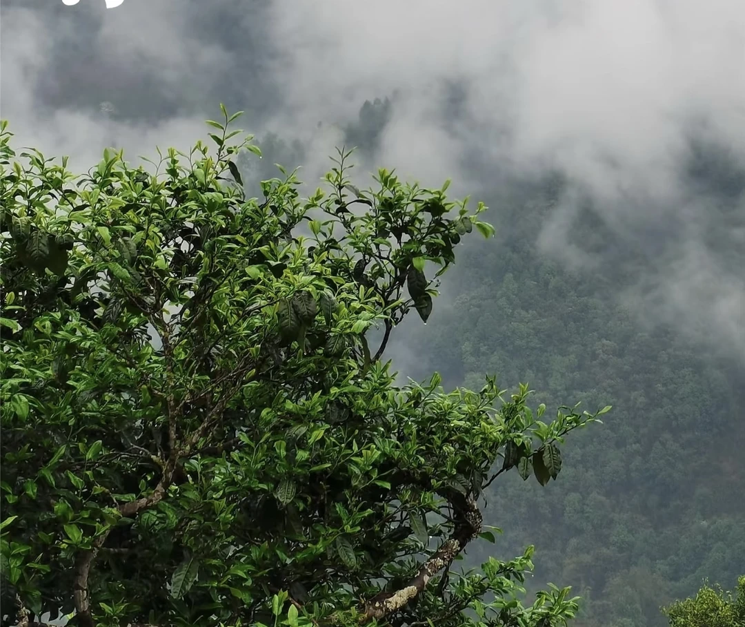 《定喜古树 定您喜欢》300年100克大古树普洱晒青茶