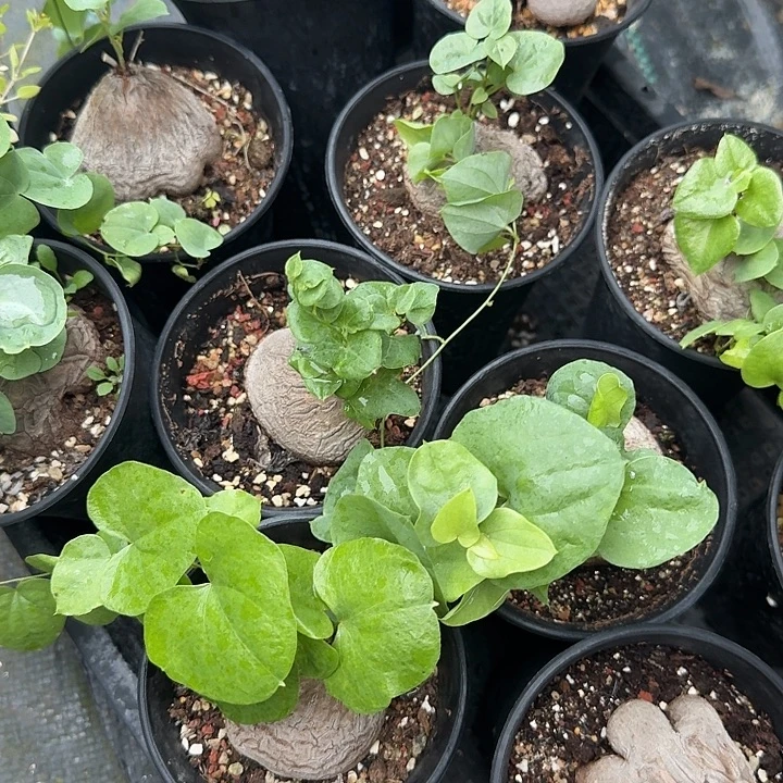 龟甲龙带盆发货啦啦