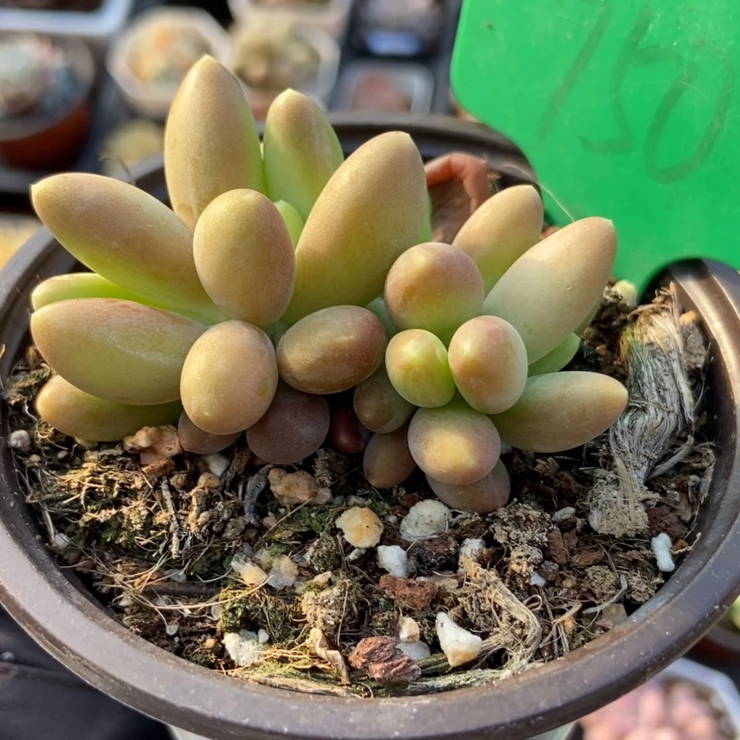 750芒果奶多肉植物保护