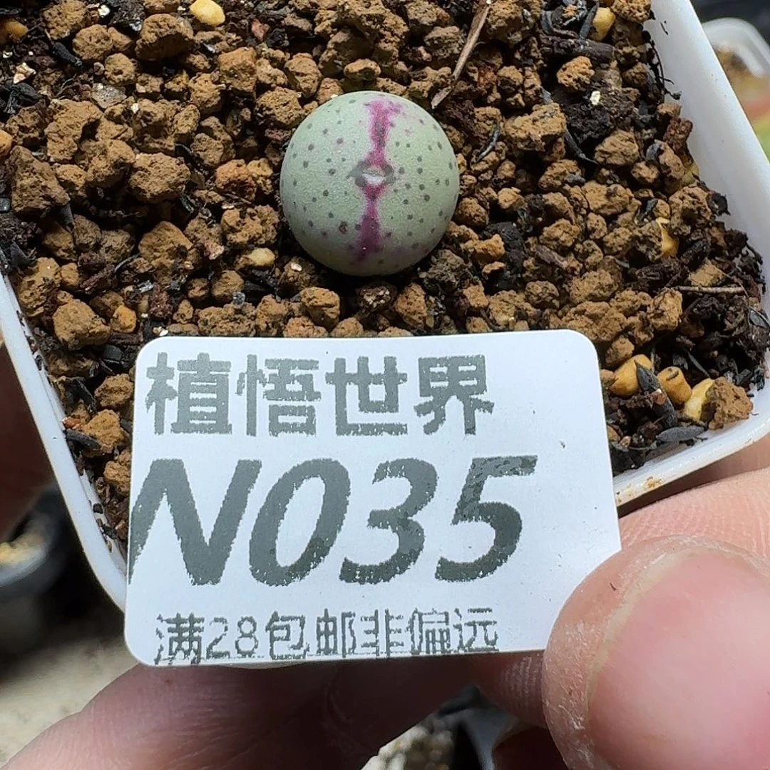 多肉植物的人生ghjn