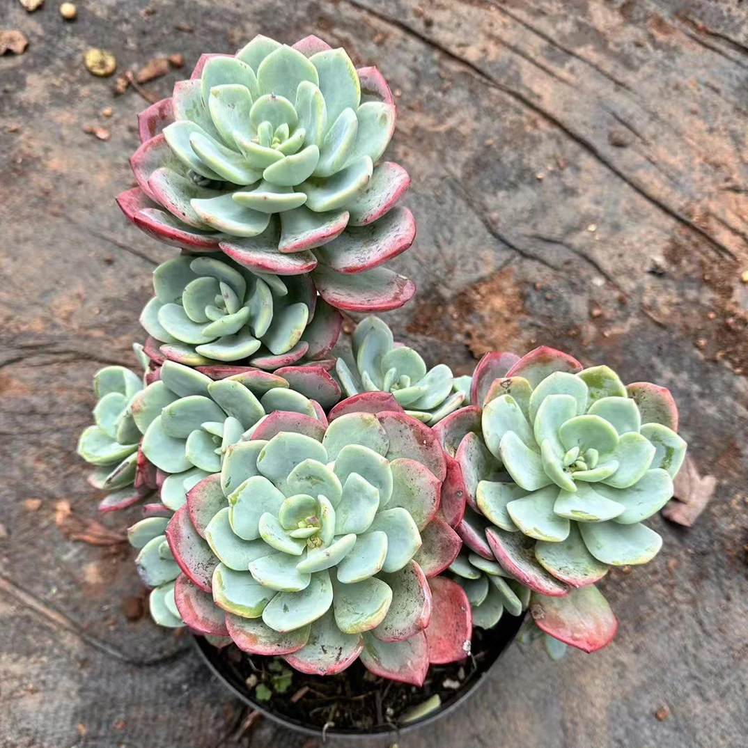 白月光 金金精品多肉植物
