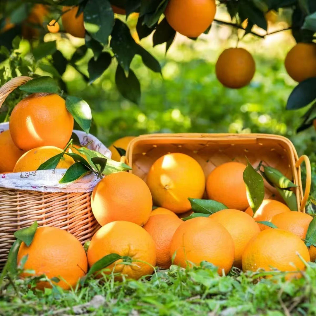 【鹿品味】正宗江西赣南脐橙头茬新鲜采摘树熟甜橙子
