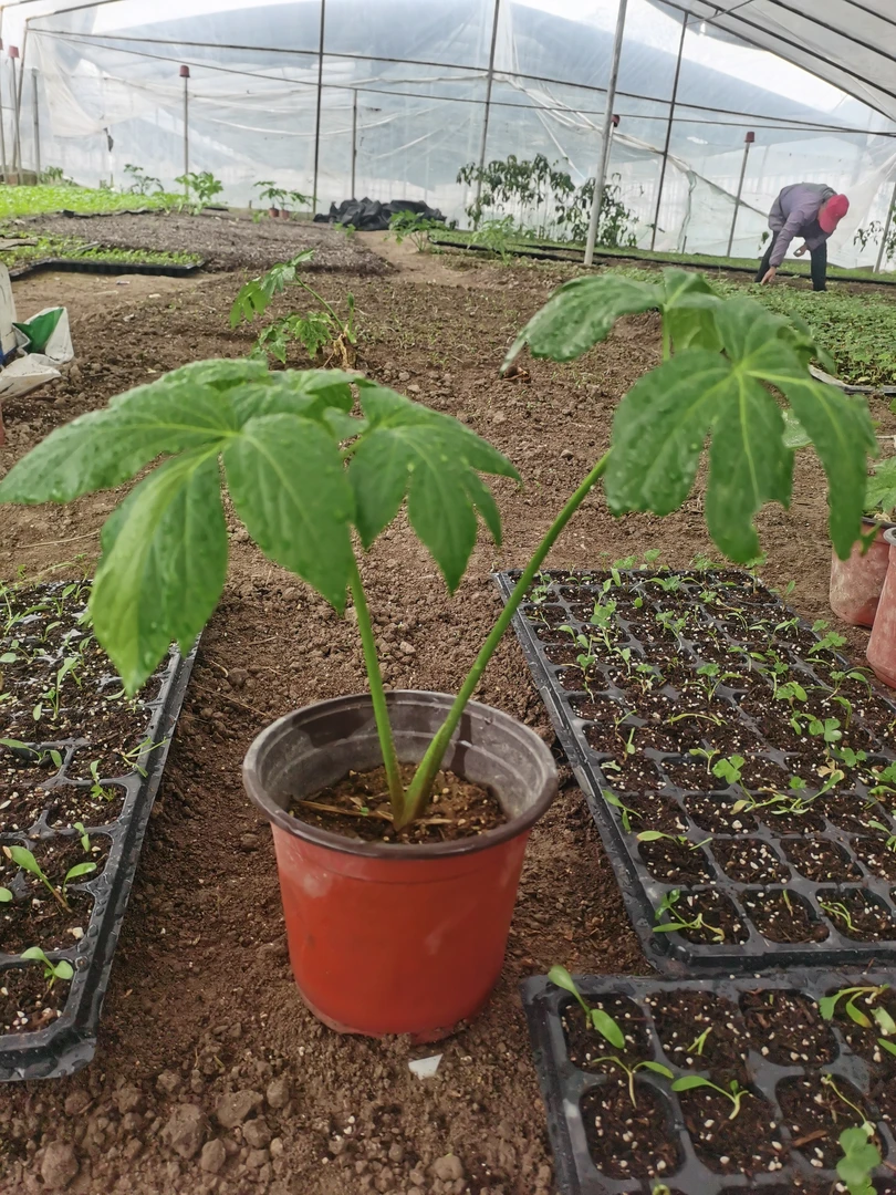 长寿菜万年青明日叶盆栽连盆带土阳台地栽庭院种植圆锥