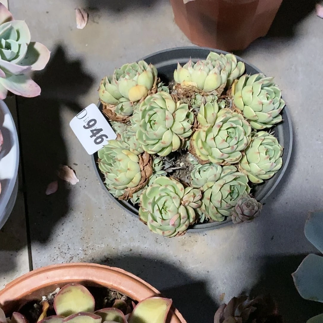 落**秋946苯巴多肉植物