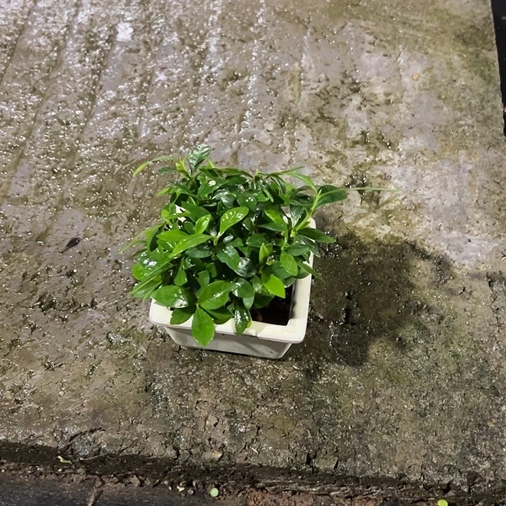 终***燃无花朵日本进口栀子花