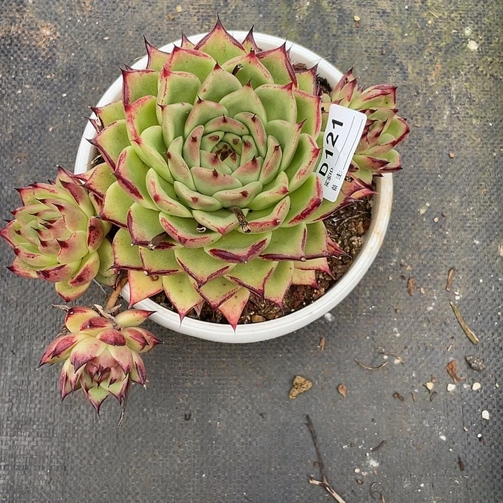 若如东云单拍D121