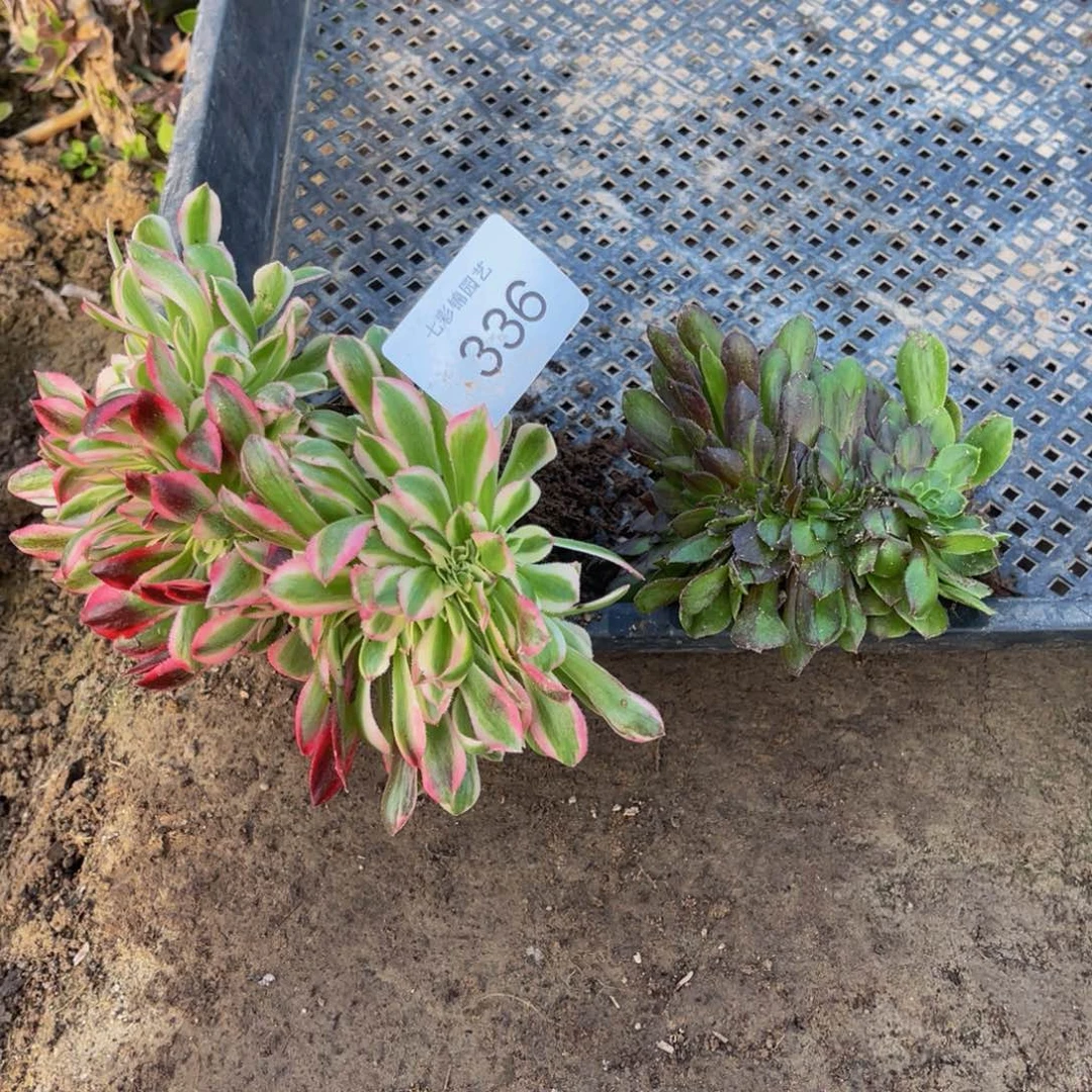 336大丝巾多肉组合2颗