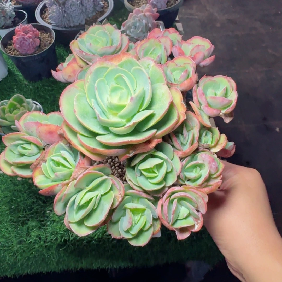 碧桃老桩          摇身一变高富帅，一夜暴富动作快