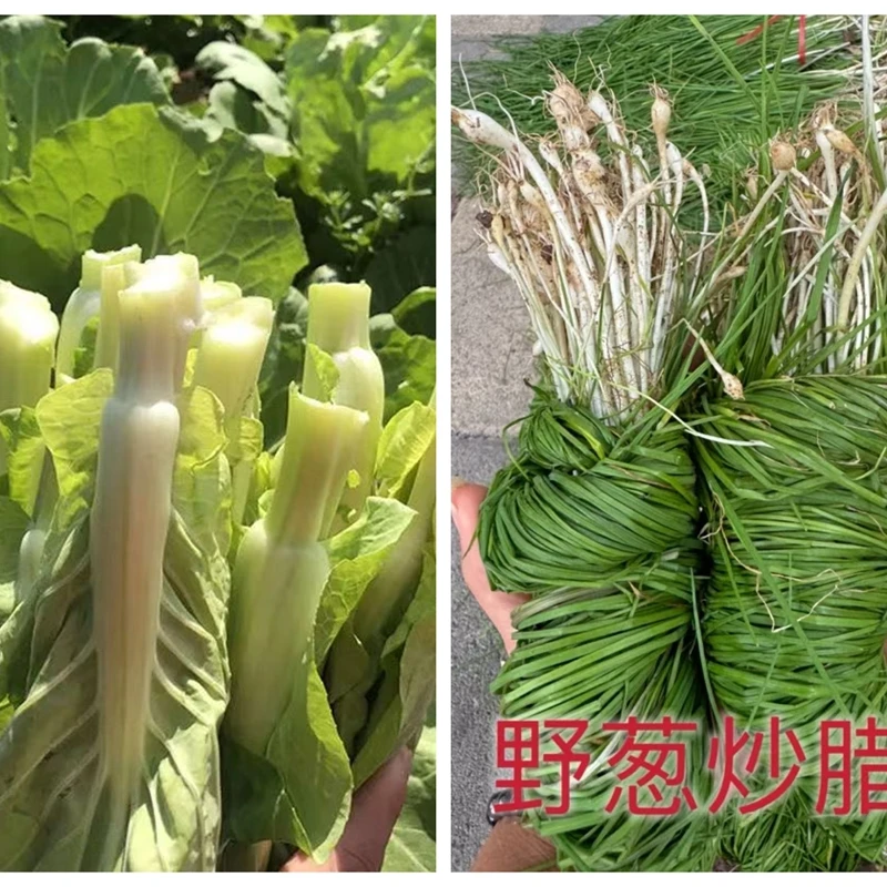 贵州新鲜现摘白菜苔+现挖小野葱组合装