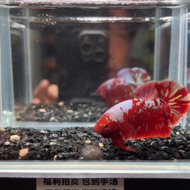 斗鱼一单包邮13日63