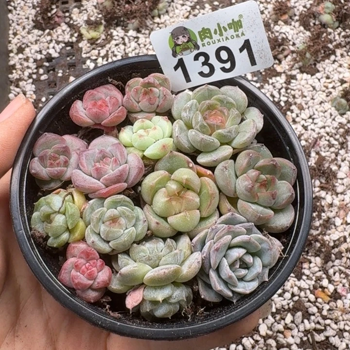 无花朵多肉植物多肉植物