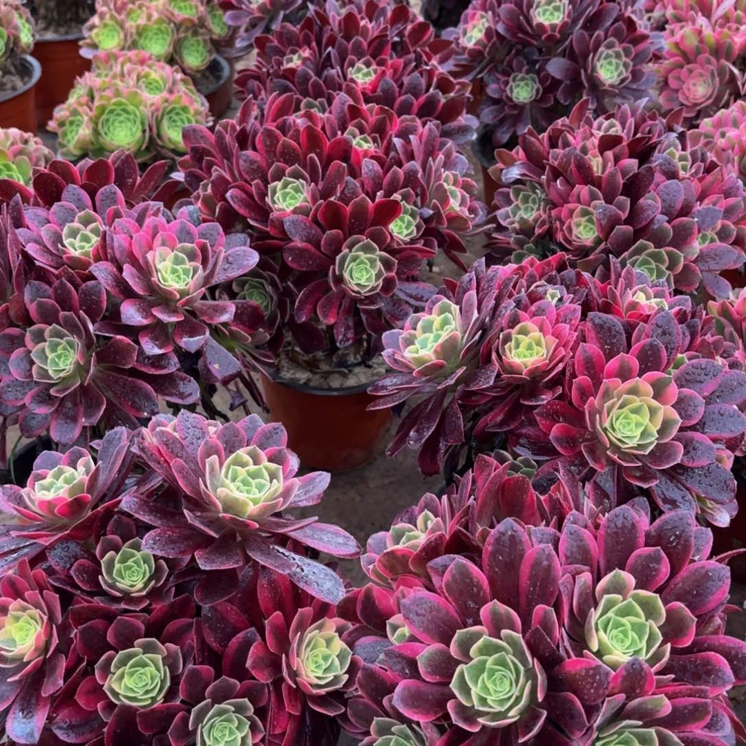 金丝雀绣球9.9法师多肉嫩