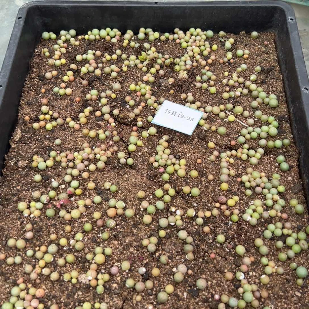 19-53量拍小红嘴一份