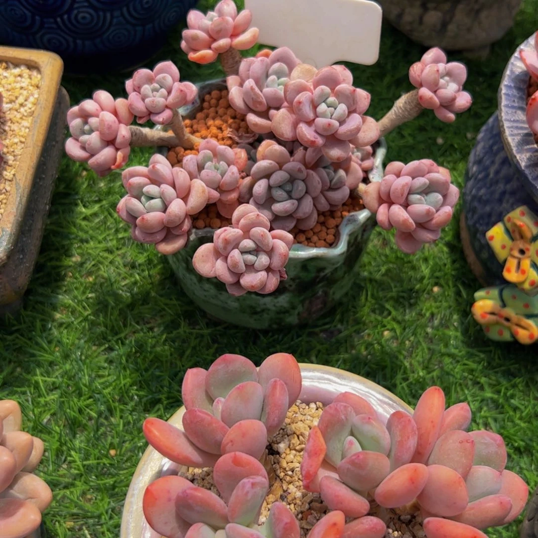 范***?小老桩白鹭带盆